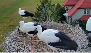 Obraz podglądu z kamery internetowej storks Ostrołęka